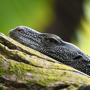 Crocodile Monitor ~ Reptopia