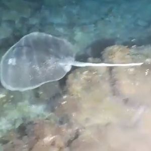 Mangrove whipray (Urogymnus granulatus)