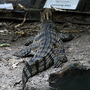 Philippine Crocodile ~ Reptile Garden