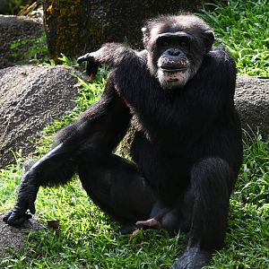 Chimpanzee "Togo"