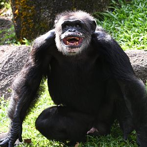 Chimpanzee "Togo"