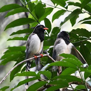 Red Billed Blue Magpie ~ Fragile Forest