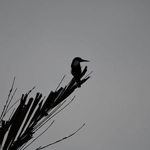 Wild White Throated Kingfisher ~ Treetops Trail