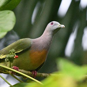 Pink Necked Green Pigeon ~ Thomson Nature Park