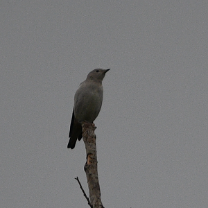 Daurian Starling ~ Thomson Nature Park