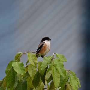 Long Tailed Shrike ~ Lawn on Park St.