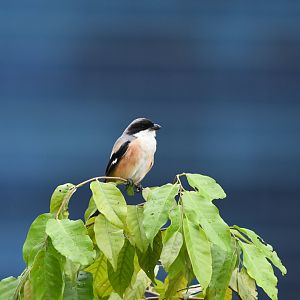 Long Tailed Shrike ~ Lawn on Park St.