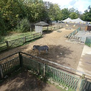 Common zebra enclosure