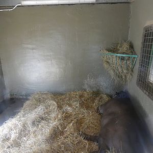 Lowland tapir indoor enclosure