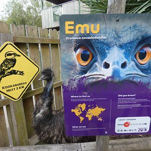 Emu