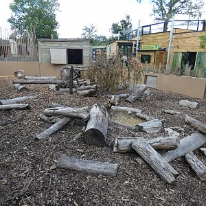 Crested porcupine enclosure
