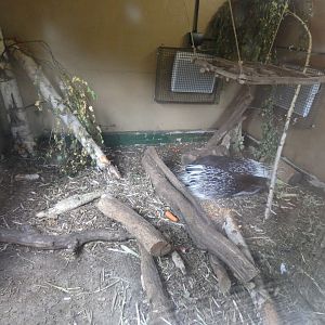 Crested porcupine indoor enclosure