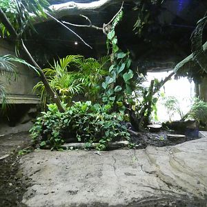 Green anaconda enclosure