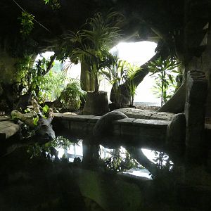 Green anaconda enclosure
