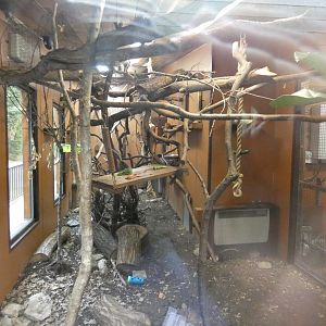 Two-toed sloth and golden-headed lion tamarin enclosure