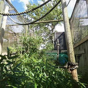 Black lemur enclosure