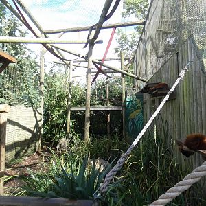 Red-ruffed lemur enclosure