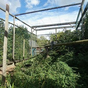 Ring-tailed lemur enclosure