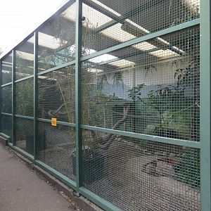 Black hornbill aviary
