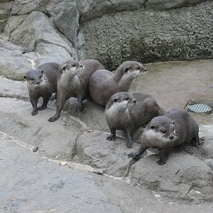 Asian short-clawed otters