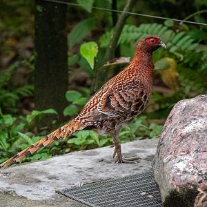 Copper Pheasant (Syrmaticus soemmerringii)