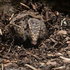 Southern three-banded armadillo (Tolypeutes matacus)