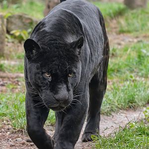 Jaguar (Panthera onca)