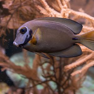 Indian Ocean mimic surgeonfish (Acanthurus tristis)