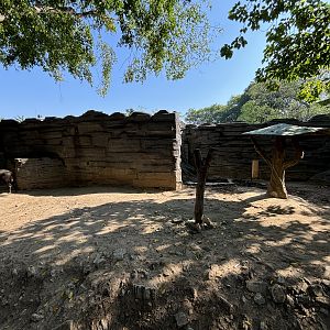 Lowland Anoa Exhibit - Solo Safari