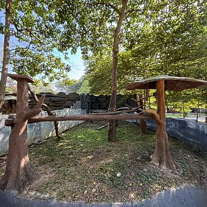 Common Palm Civet Exhibit - Solo Safari