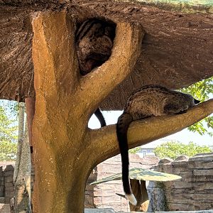 Common Palm Civets - Solo Safari
