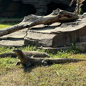 Komodo Dragons - Solo Safari