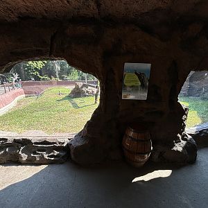 Komodo Dragon Exhibit - Solo Safari