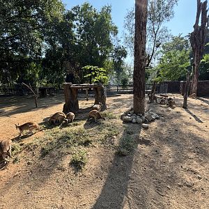 Agile Wallaby Exhibit - Solo Safari
