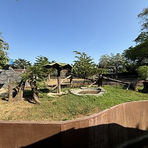 Sun Bear Exhibit - Solo Safari