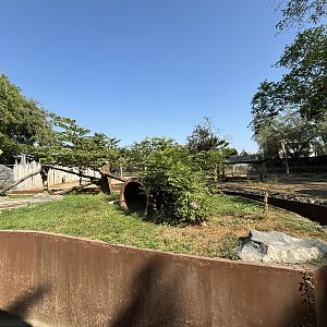 Sun Bear Exhibit - Solo Safari