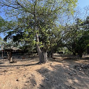 Asian Hoofstock Exhibit (7 species) - Solo Safari