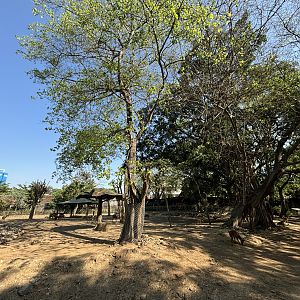 Asian Hoofstock Exhibit (7 species) - Solo Safari