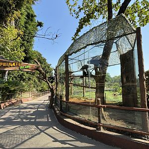 East Javan Langur Exhibit - Solo Safari