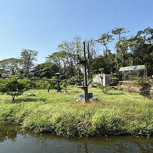 Agile Gibbon Exhibit - Solo Safari