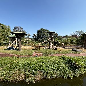 Orangutan Exhibit - Solo Safari