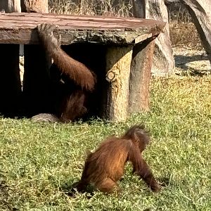 Orangutans - Solo Safari