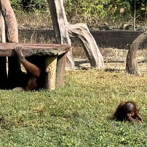 Orangutans - Solo Safari