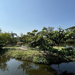 Pelican Exhibit - Solo Safari