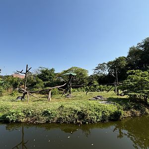 Siamang Exhibit - Solo Safari