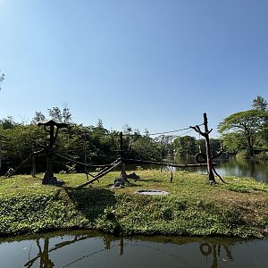Silvery Gibbon Exhibit - Solo Safari