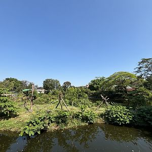 Siamang Exhibit - Solo Safari