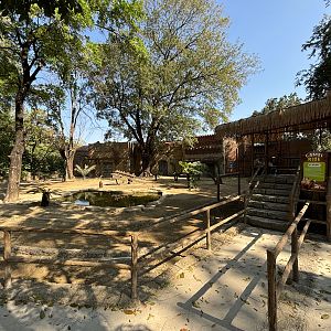 Bactrian Camel Exhibit - Solo Safari