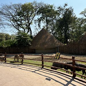 African Savanna (7 species) - Solo Safari