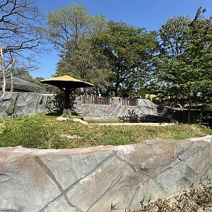 Saltwater Crocodile Exhibit - Solo Safari